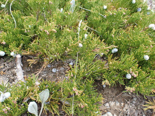 creeping juniper