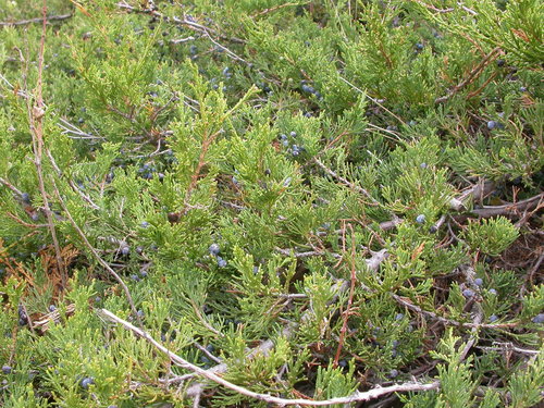 creeping juniper