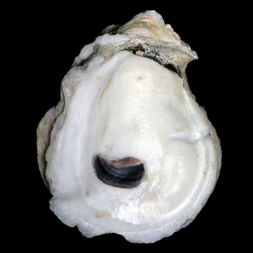 Eastern Oyster