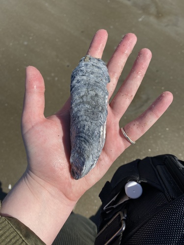 Eastern Oyster