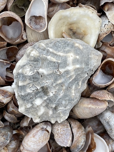 Eastern Oyster