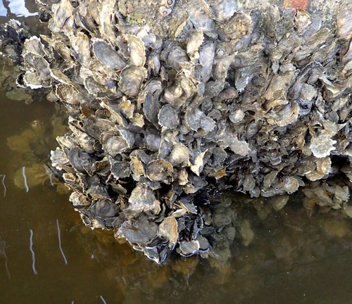 Eastern Oyster