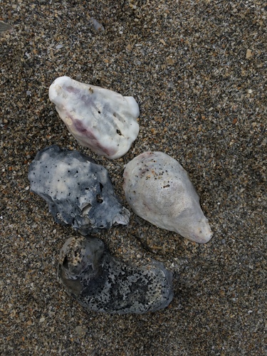 Eastern Oyster