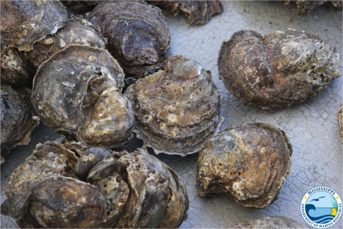 Eastern Oyster