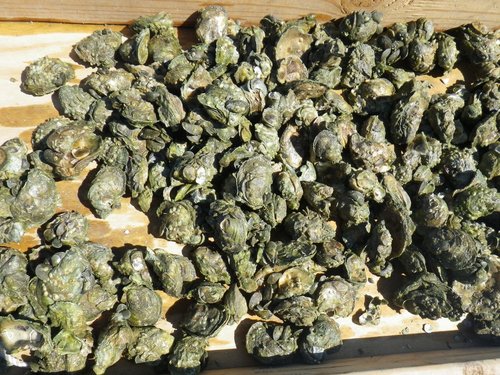 Eastern Oyster