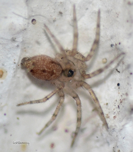 Wall Spiders