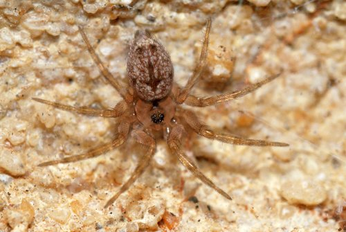 Wall Spiders
