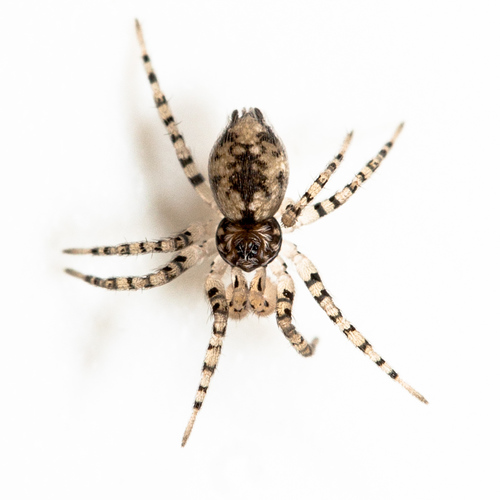Wall Spiders