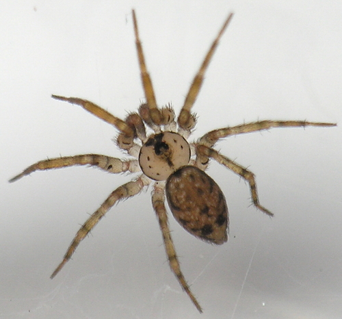 Wall Spiders