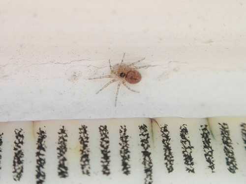 Wall Spiders
