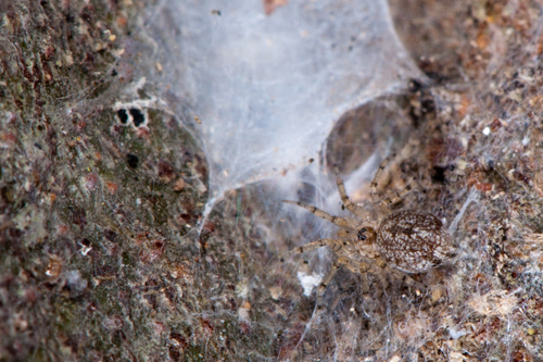 Wall Spiders