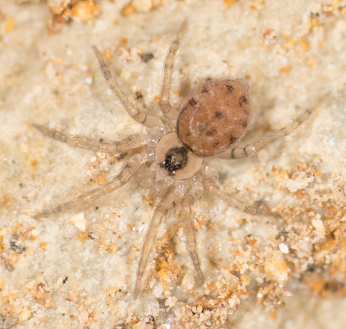Wall Spiders
