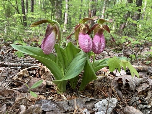 pink lady's slipper