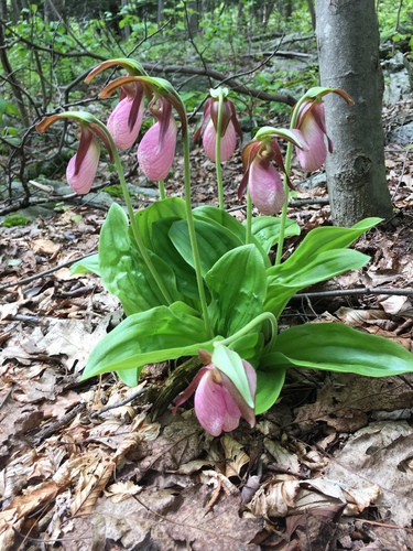 pink lady's slipper