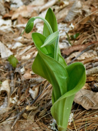 pink lady's slipper