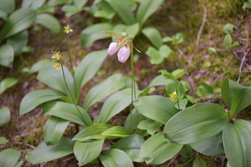 pink lady's slipper