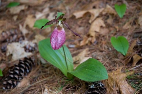 pink lady's slipper