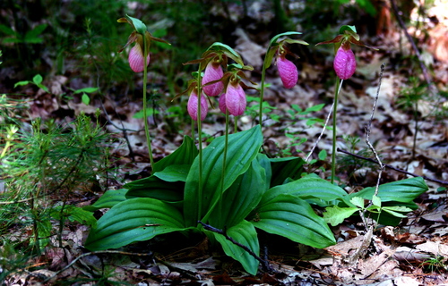 pink lady's slipper