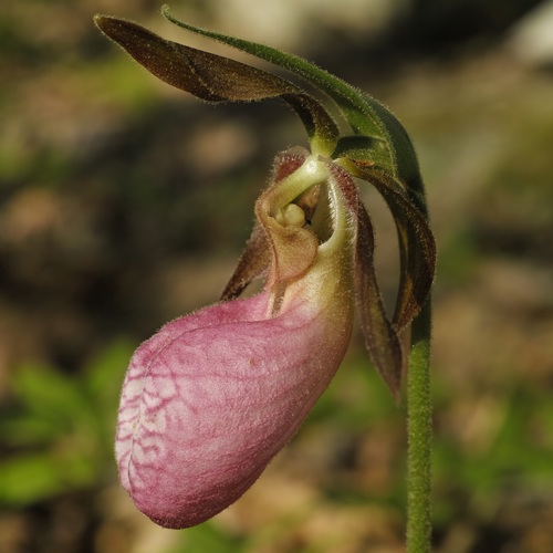 pink lady's slipper
