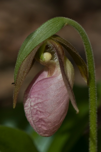 pink lady's slipper