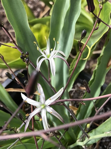 wavy-leafed soap plant