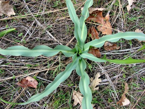 wavy-leafed soap plant