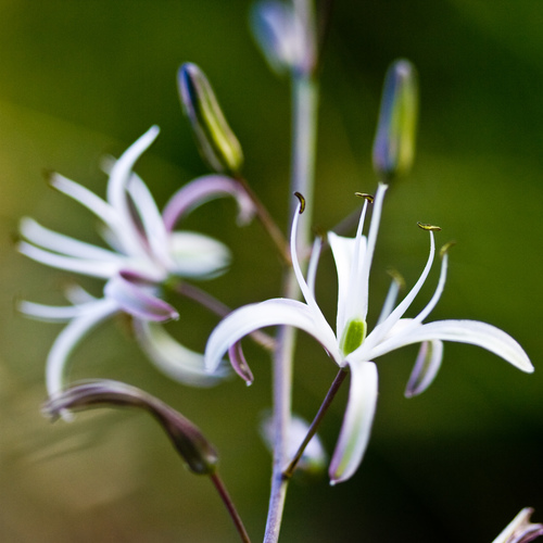 wavy-leafed soap plant
