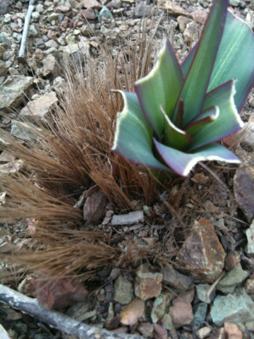 wavy-leafed soap plant