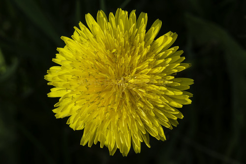 common dandelion