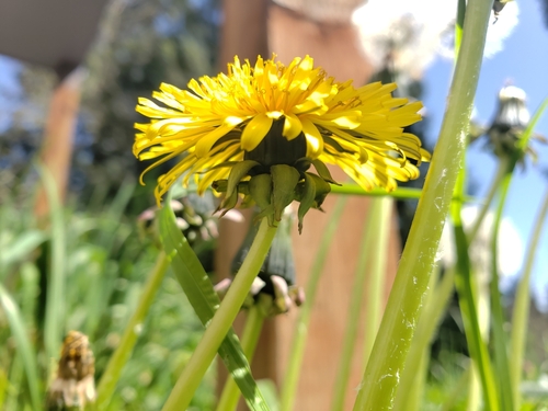 common dandelion