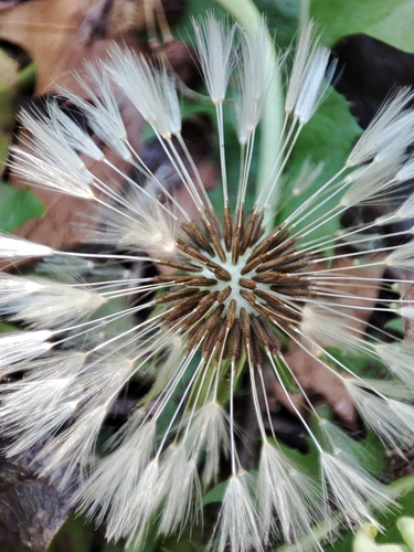 common dandelion