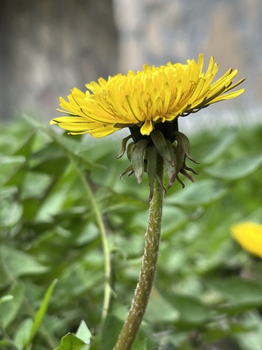 common dandelion