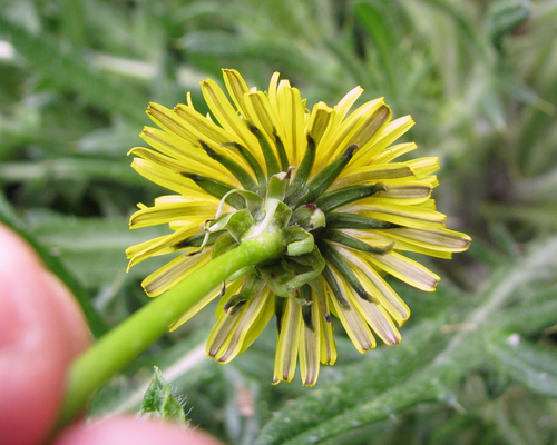 common dandelion