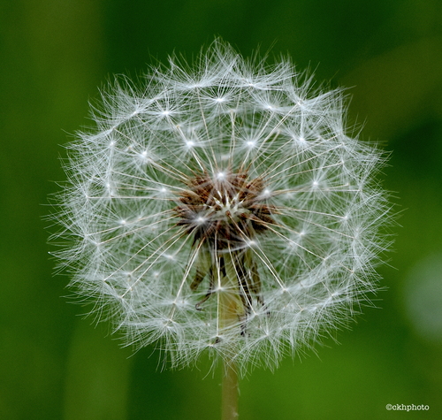 common dandelion