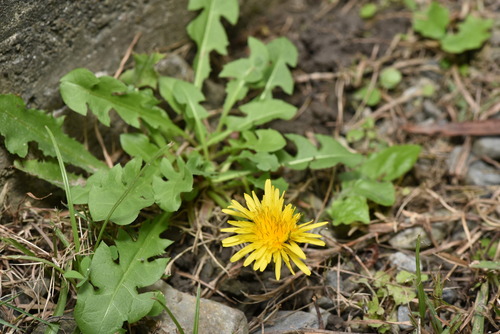 common dandelion