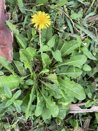 common dandelion
