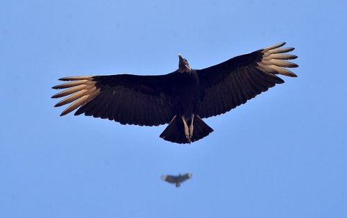 Black Vulture