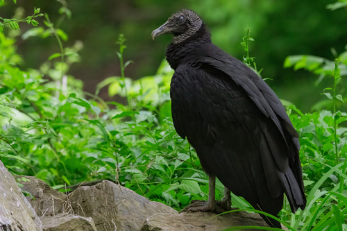 Black Vulture