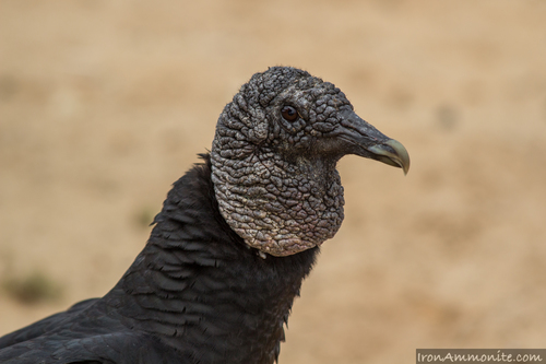 Black Vulture