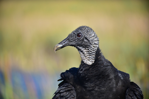 Black Vulture