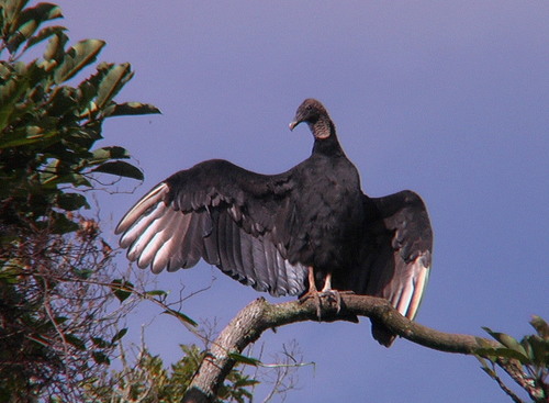 Black Vulture
