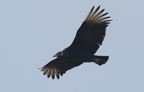 Black Vulture