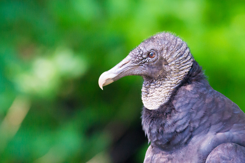 Black Vulture
