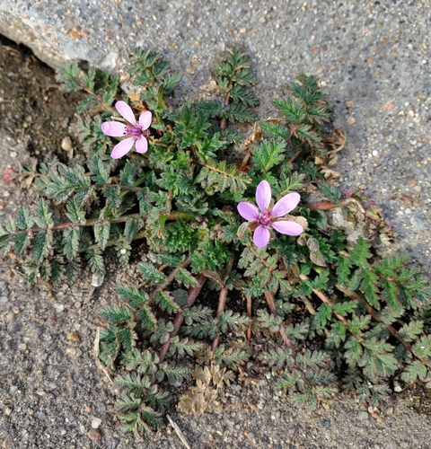 Redstem Stork's-bill