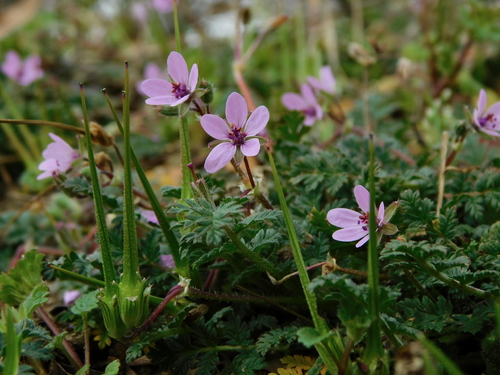 Redstem Stork's-bill