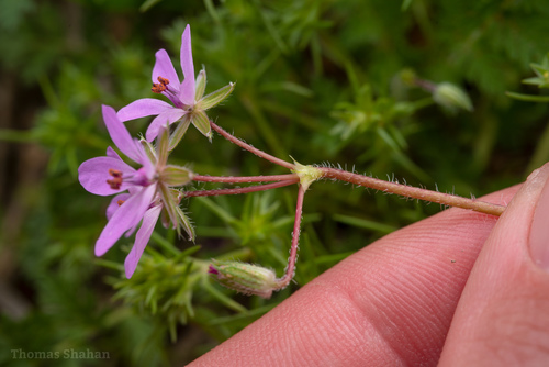 Redstem Stork's-bill