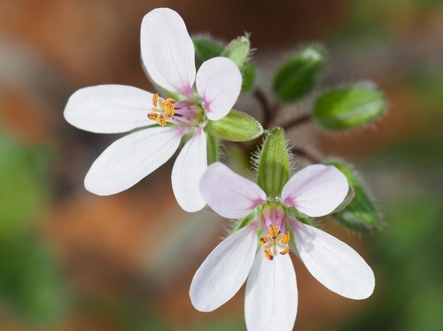 Redstem Stork's-bill