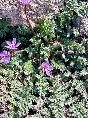 Redstem Stork's-bill