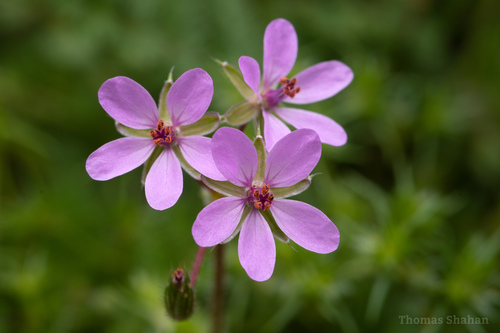 Redstem Stork's-bill