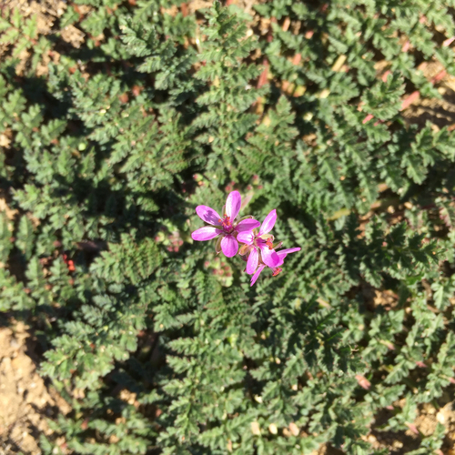 Redstem Stork's-bill
